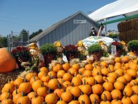 Tиквени истории; Коментари:10