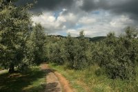 Под небето на Тоскана; Коментари:5