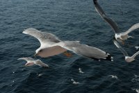 без име ( ID=942295 ); Коментари:8