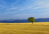 One; Коментари:12