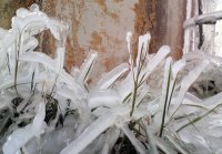 леко замръзнала тревичка; comments:3