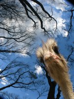 любопитство; Коментари:2