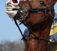 портрет; Коментари:2