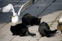 работен обяд на високо равнище; Коментари:5