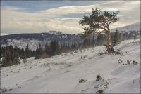 Витоша; comments:1