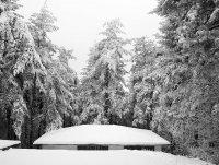 зимна случка; No comments