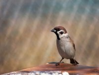 (Passer domesticus)...; Коментари:20