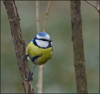 Parus caeruleus; Коментари:4