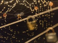 Пазачът на тайни; comments:27