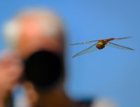 Да снимаш водно конче II; comments:16