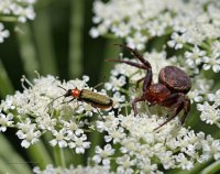 Атака; comments:5