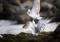 ...изчезни.... :); comments:3