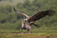 Победените превиват глава...; comments:13