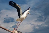 Устрем за полет...; comments:2