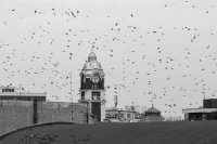 Време е да "вдигаме гълабите"; comments:3