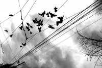 the birds; comments:5