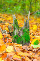 есенно; comments:5