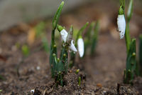 Galanthus; comments:2