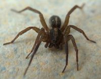 Паяк; comments:5