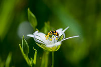 Малките неща са най-ценни ...; Коментари:2