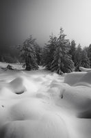 Зимна емоция; Коментари:6