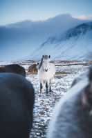 Исландски бял кон; comments:3