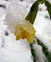 Сняг и пролет; No comments