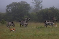 Masai Mara; Коментари:5