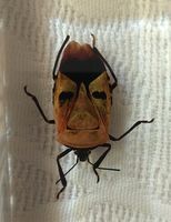 Миризливка Мъжко Лице; comments:1