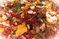 Есенни багри; comments:6