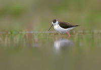 Himantopus himantopus; Коментари:2