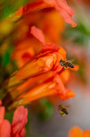 пчели; comments:3