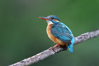 Земеродно рибарче; Коментари:1