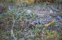 Бебе сухоземна костенурка, защитен вид...; Коментари:3