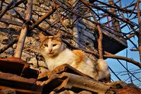 котка №117; Коментари:2