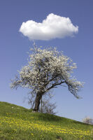 Дърво поръсено с облак; Коментари:6