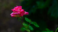 Рози след дъжда; comments:6