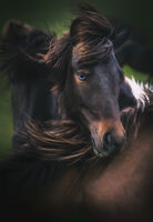 Исландски кон с един син фар :); comments:13