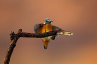 Земеродно рибарче; comments:10