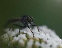 ...robber fly; comments:2