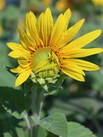 Срамежливко; comments:1