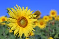 Слънчо сред слънцата!; comments:2