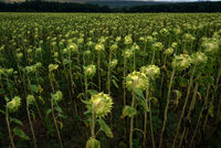 Сушата...; comments:3