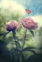 ....peony dream; comments:2