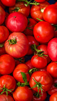 Червени домати; comments:2