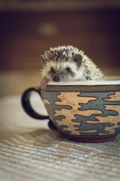 Hedgehog; comments:9