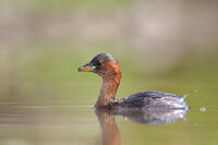 Малък гмурец; comments:3