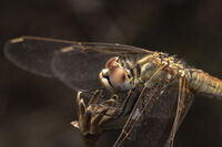 Водно конче; comments:3