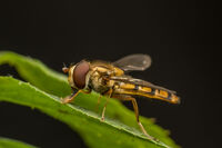 Мушица; comments:4