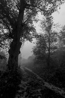 без име ( ID=2439459 ); Коментари:6